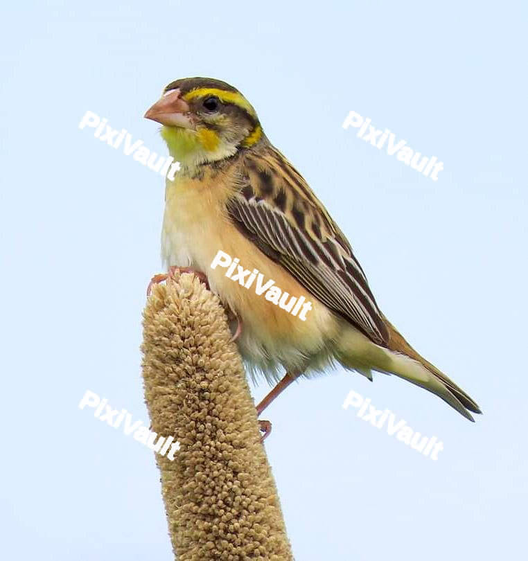 Black-breasted weaver